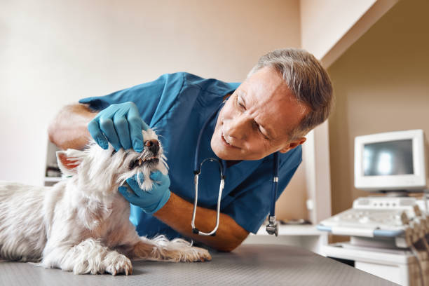 Best Chipped Tooth Repair Near Me  in Glendale, OH